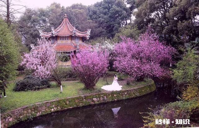 诗词摄影:“桃花春色暖先开,明媚谁人不看来。”的拍摄思路有哪些