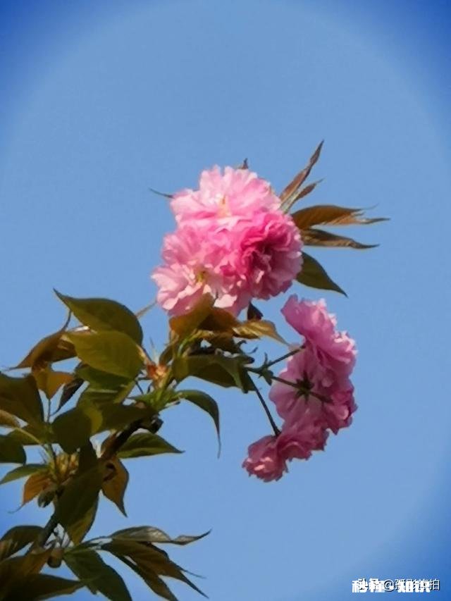 诗词摄影:“桃花春色暖先开,明媚谁人不看来。”的拍摄思路有哪些