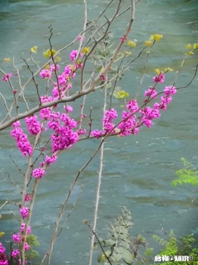 诗词摄影:“桃花春色暖先开,明媚谁人不看来。”的拍摄思路有哪些