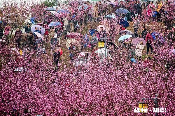 诗词摄影:“桃花春色暖先开,明媚谁人不看来。”的拍摄思路有哪些