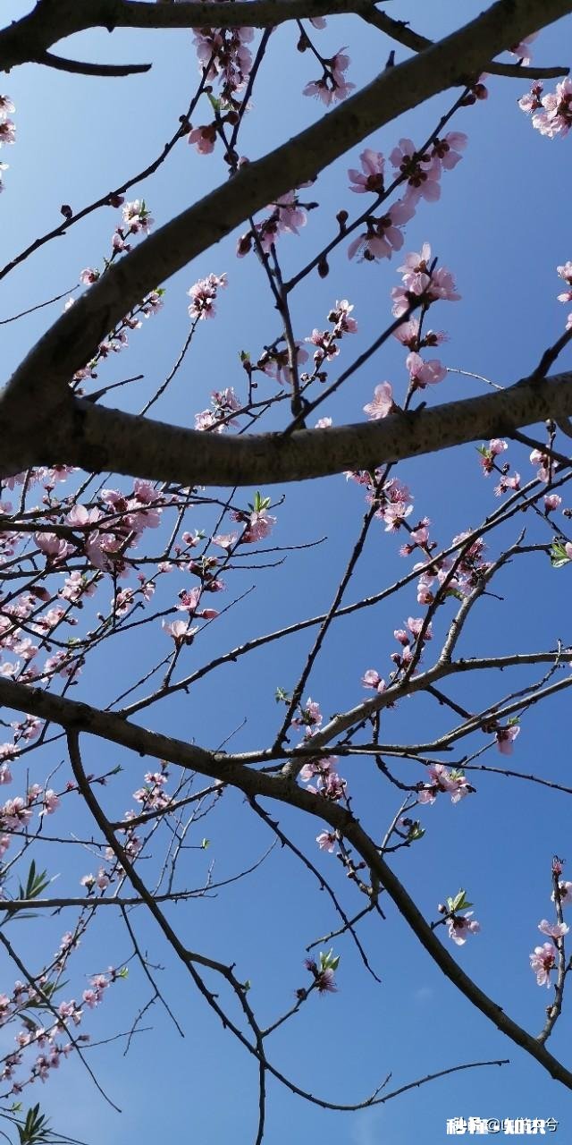 诗词摄影:“桃花春色暖先开,明媚谁人不看来。”的拍摄思路有哪些