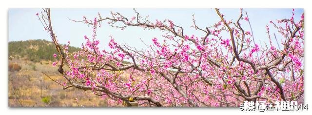 诗词摄影:“桃花春色暖先开,明媚谁人不看来。”的拍摄思路有哪些