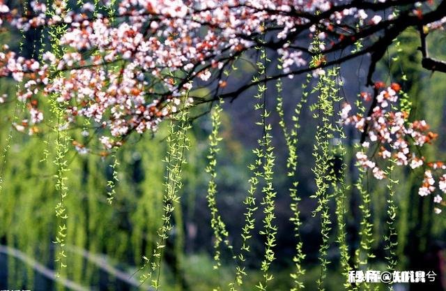 诗词摄影:“桃花春色暖先开,明媚谁人不看来。”的拍摄思路有哪些