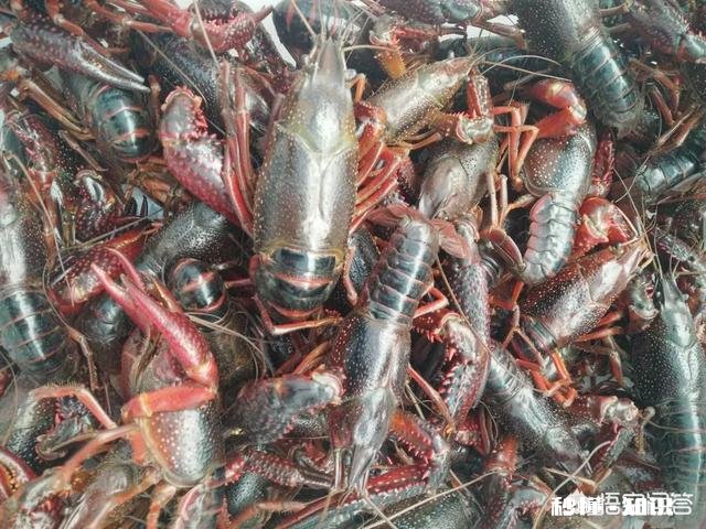 今年湖南益阳这边水稻田大规模养殖小龙虾，不知道小龙虾生意好不好做，销售到哪些地方