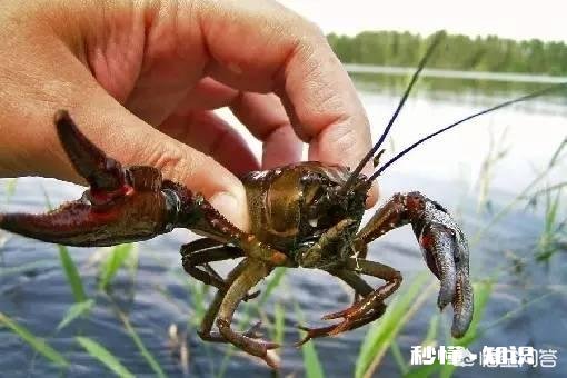 今年湖南益阳这边水稻田大规模养殖小龙虾，不知道小龙虾生意好不好做，销售到哪些地方