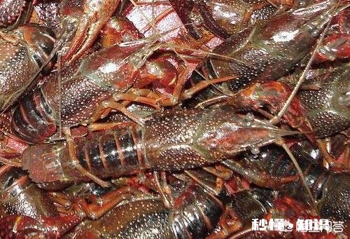 今年湖南益阳这边水稻田大规模养殖小龙虾，不知道小龙虾生意好不好做，销售到哪些地方