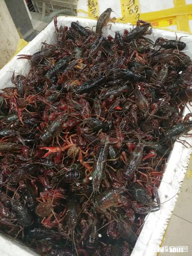 今年湖南益阳这边水稻田大规模养殖小龙虾，不知道小龙虾生意好不好做，销售到哪些地方