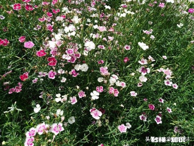 为什么有的城里人往农村跑，而有的农村人却向往城市生活