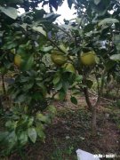 自家果园种植的沙田柚，该如何推广