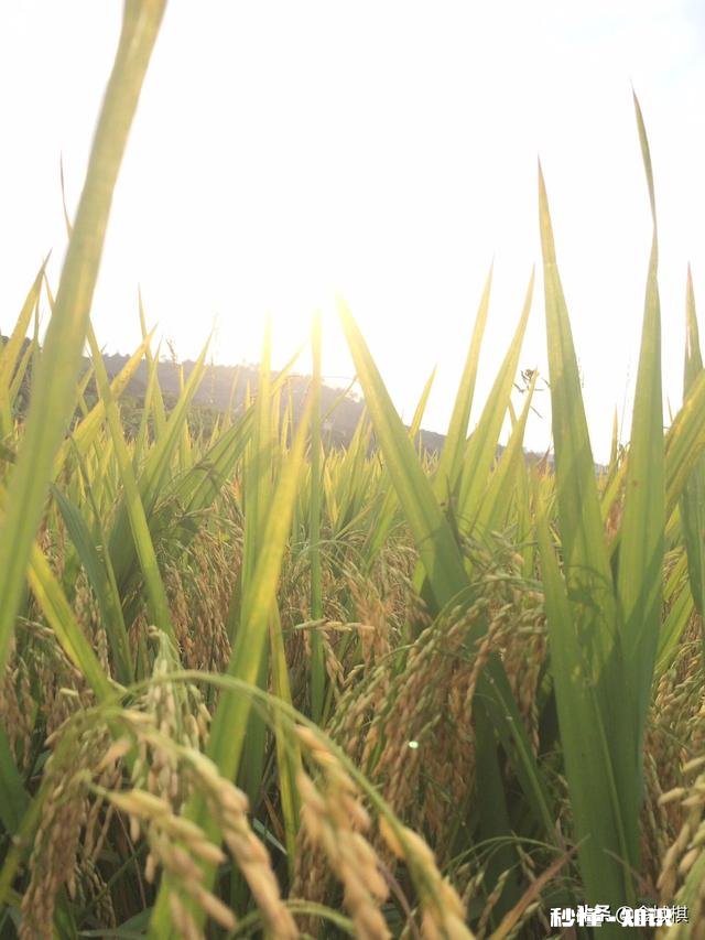 你们是怎么来平复自己考科目二前的紧张心情的