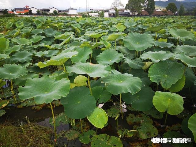 农民伯伯的独家小院和城里的高楼大厦，哪个最适合人类居住
