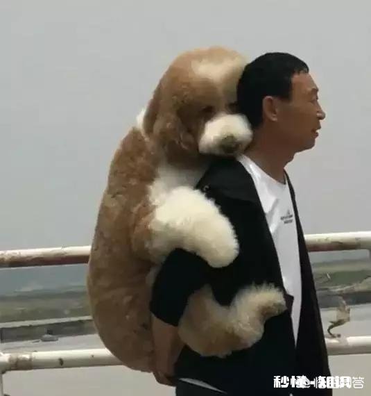 养了狗后你们有后悔吗养了狗后有没有感到特别绝望和扎心的瞬间