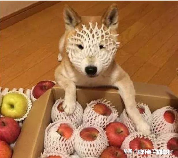 养了狗后你们有后悔吗养了狗后有没有感到特别绝望和扎心的瞬间