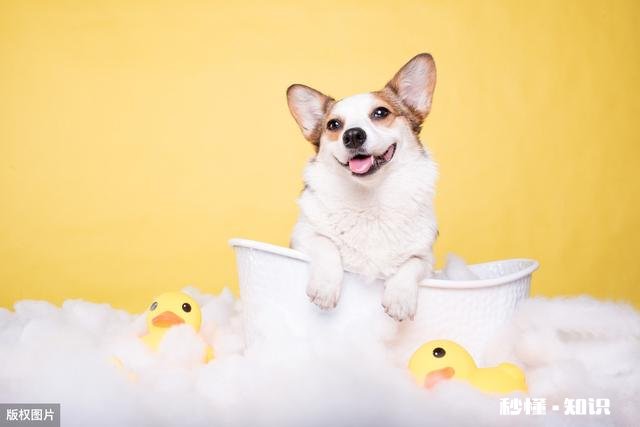 养了狗后你们有后悔吗养了狗后有没有感到特别绝望和扎心的瞬间