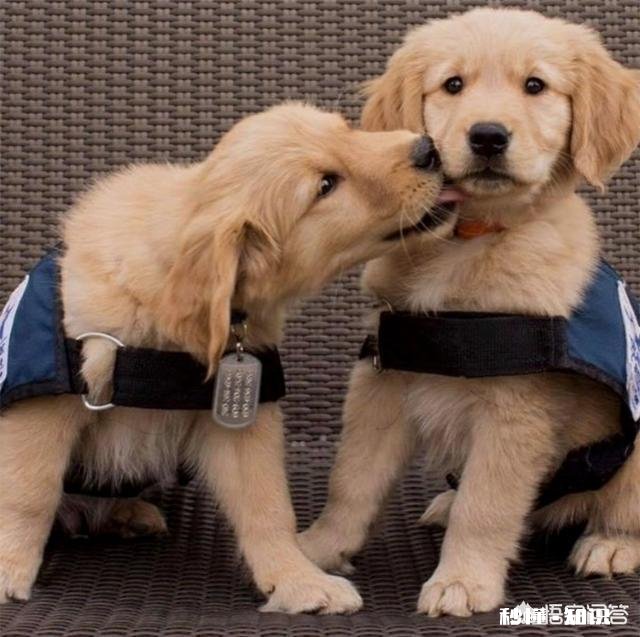 养了狗后你们有后悔吗养了狗后有没有感到特别绝望和扎心的瞬间