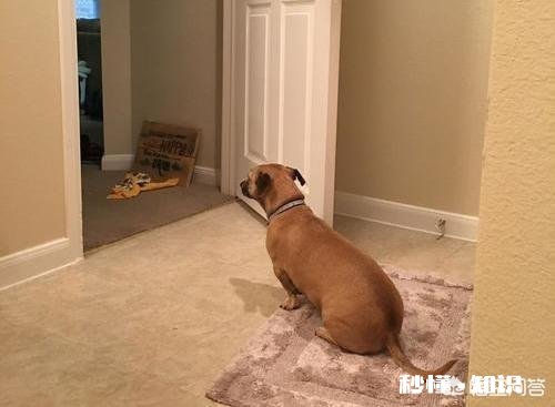 养了狗后你们有后悔吗养了狗后有没有感到特别绝望和扎心的瞬间