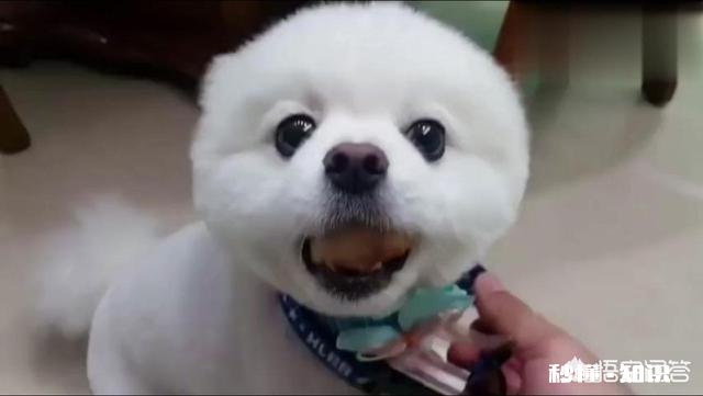 养了狗后你们有后悔吗养了狗后有没有感到特别绝望和扎心的瞬间