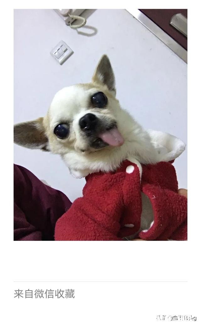 养了狗后你们有后悔吗养了狗后有没有感到特别绝望和扎心的瞬间