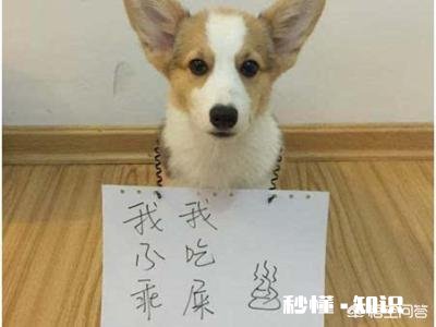 养了狗后你们有后悔吗养了狗后有没有感到特别绝望和扎心的瞬间