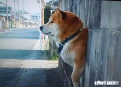 养了狗后你们有后悔吗养了狗后有没有感到特别绝望和扎心的瞬间