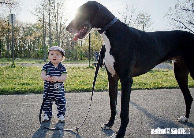 养了狗后你们有后悔吗养了狗后有没有感到特别绝望和扎心的瞬间