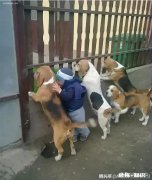 媒体报道美国疫情严重，到处暴乱，为什么还有不少国人赴美呢