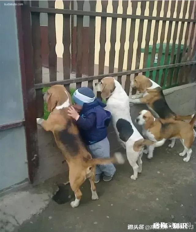 媒体报道美国疫情严重，到处暴乱，为什么还有不少国人赴美呢