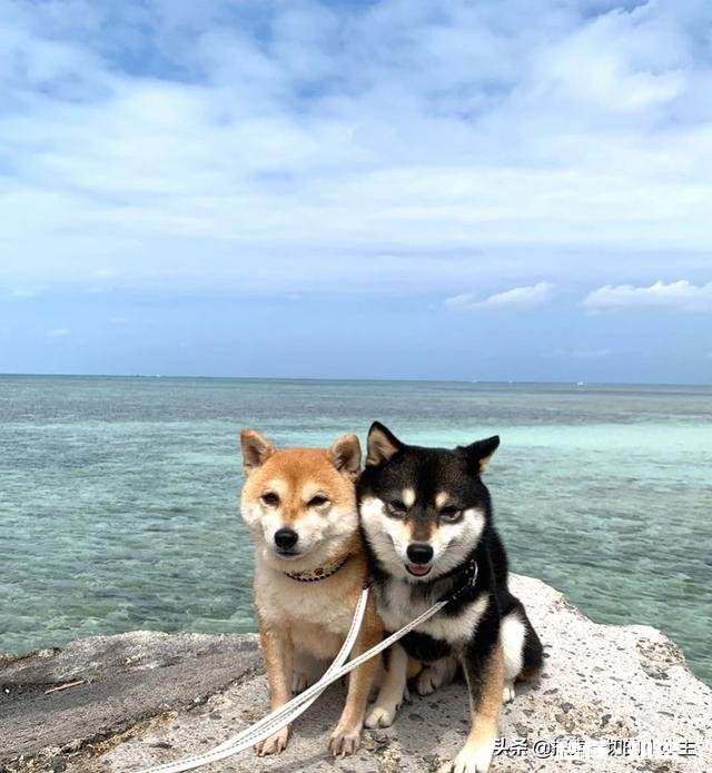 什么平台发抖音相关的文章阅读量会比较高