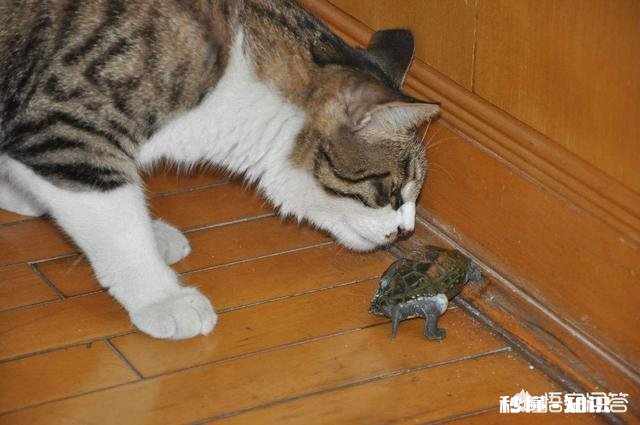 “国龟”有哪些品种