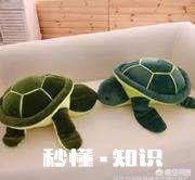 “国龟”有哪些品种