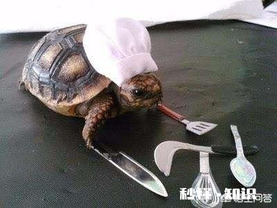 “国龟”有哪些品种