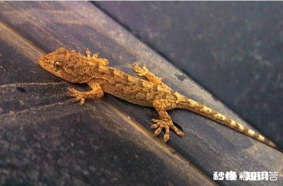 你看过最搞笑的话或段子是什么