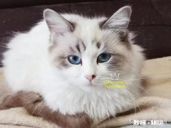 你觉得哈士奇有多二为什么