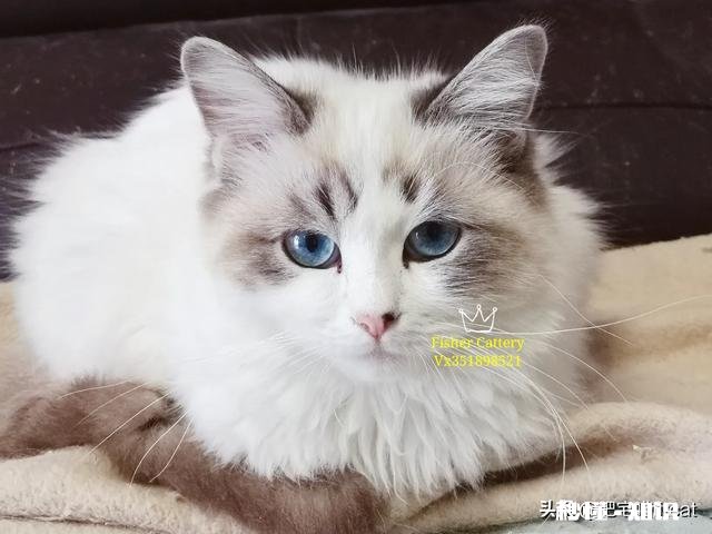 你觉得哈士奇有多二为什么