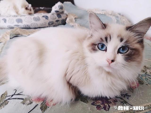 你觉得哈士奇有多二为什么