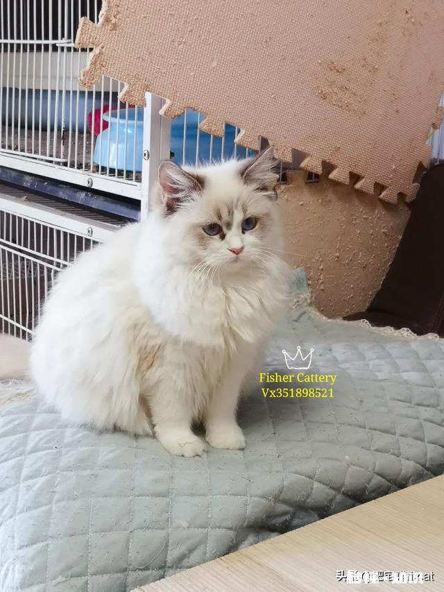 你觉得哈士奇有多二为什么