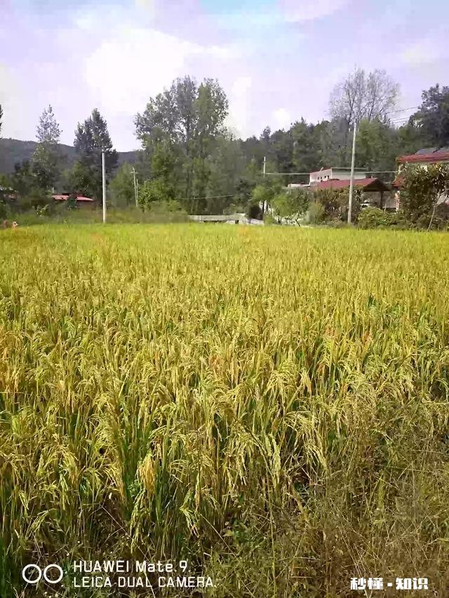 如果你是农村人，当你走出农村在城里买房子居住，你会怀念农村吗