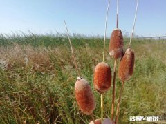 如果你是农村人，当你走出农村在城里买房子居住，你会怀念农村吗