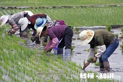 如果你是农村人，当你走出农村在城里买房子居住，你会怀念农村吗