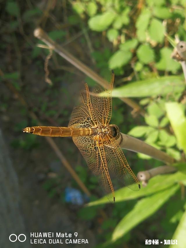 如果你是农村人，当你走出农村在城里买房子居住，你会怀念农村吗