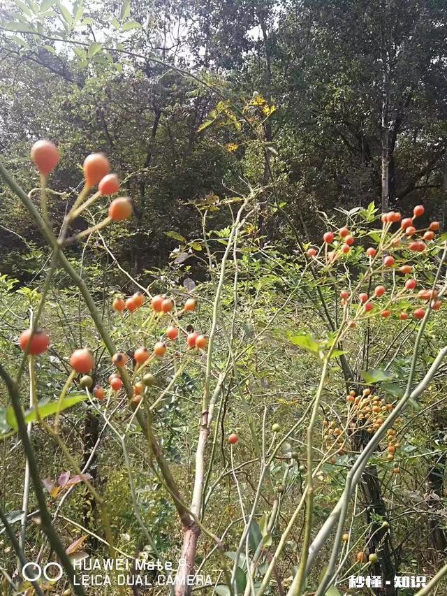如果你是农村人，当你走出农村在城里买房子居住，你会怀念农村吗