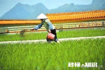 农村种植水稻，在秧苗上如何能够判定是否缺肥