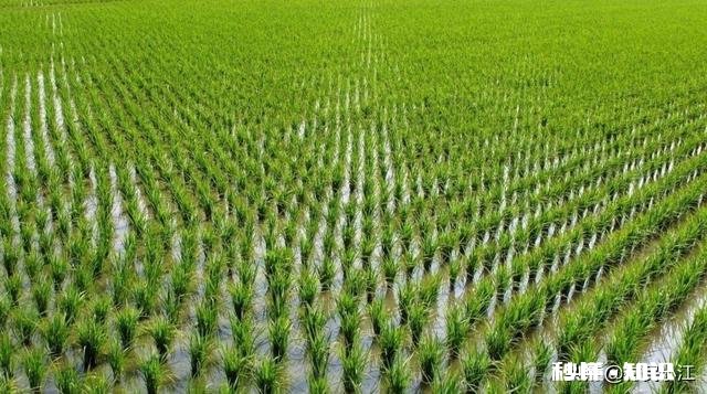 农村种植水稻，在秧苗上如何能够判定是否缺肥