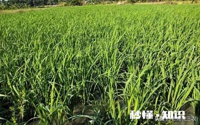 农村种植水稻，在秧苗上如何能够判定是否缺肥