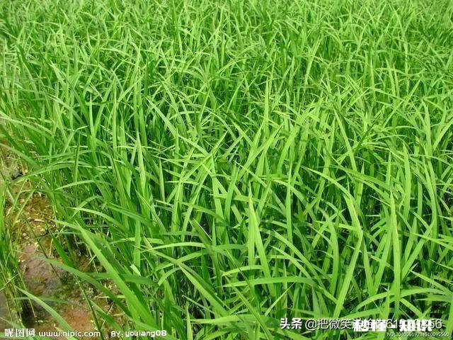 农村种植水稻，在秧苗上如何能够判定是否缺肥