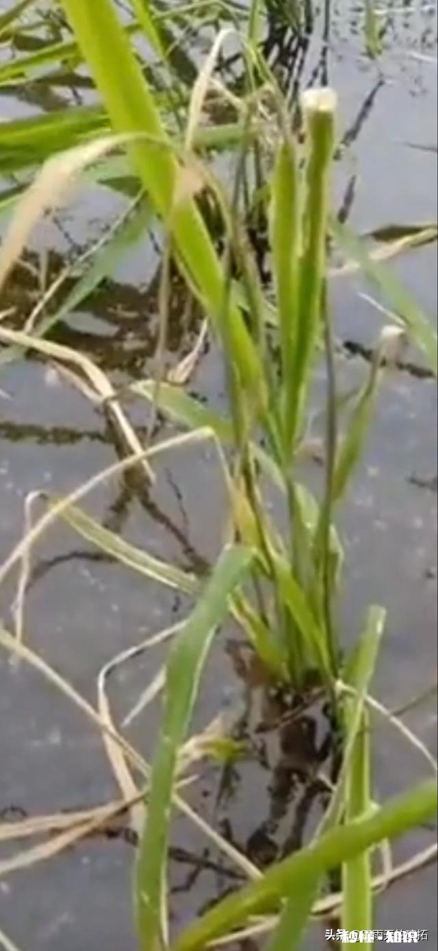 农村种植水稻，在秧苗上如何能够判定是否缺肥