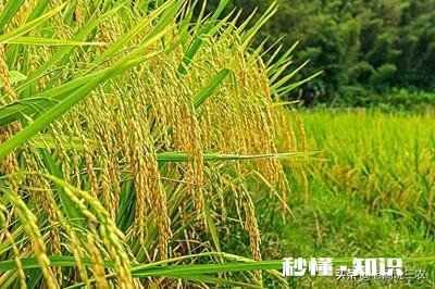 农村种植水稻，在秧苗上如何能够判定是否缺肥