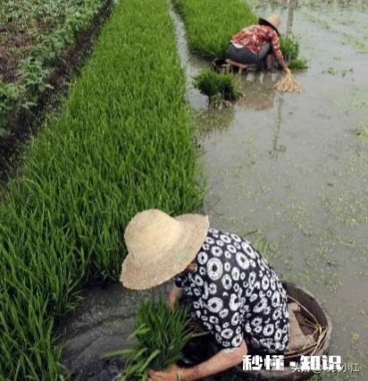 农村种植水稻，在秧苗上如何能够判定是否缺肥