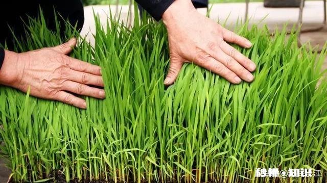 农村种植水稻，在秧苗上如何能够判定是否缺肥