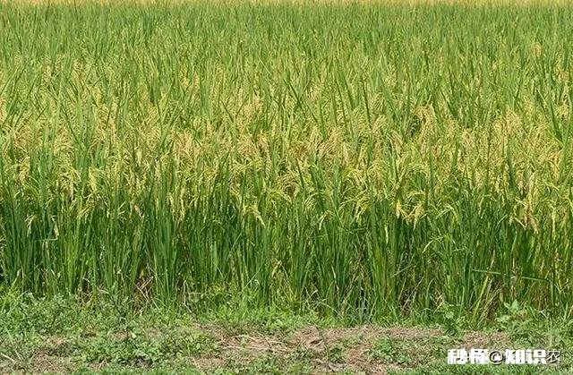 农村种植水稻，在秧苗上如何能够判定是否缺肥